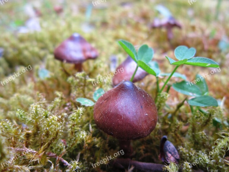 Mushrooms Small Nature Forest Small Mushroom