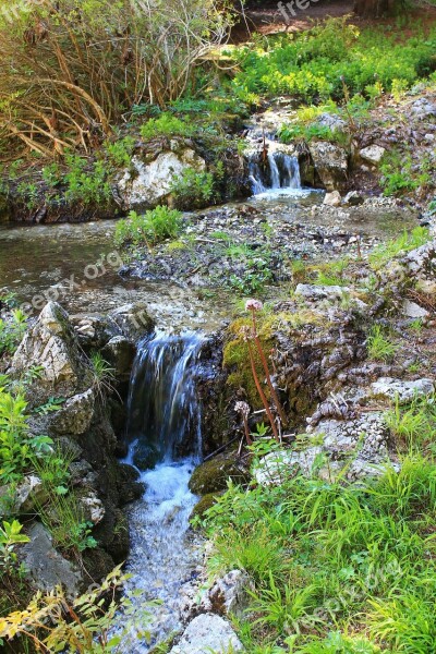 Meadow Grass Bach Water Plant