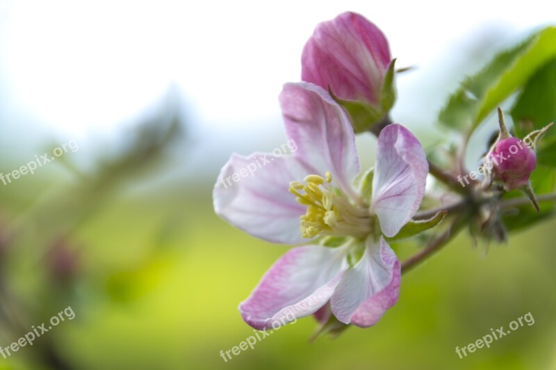 Apple Flower Flowering Crabapple Flower Tree Fruit