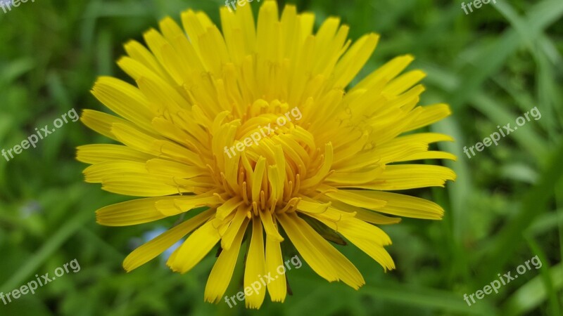 Flower Spring Sonchus Oleraceus Yellow Nature