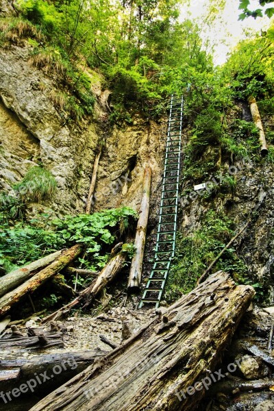 Ladder Nature Green Water Outdoor