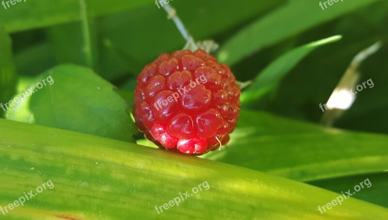 Blackberry Blackberry Bush Berry Blackberries Close Up