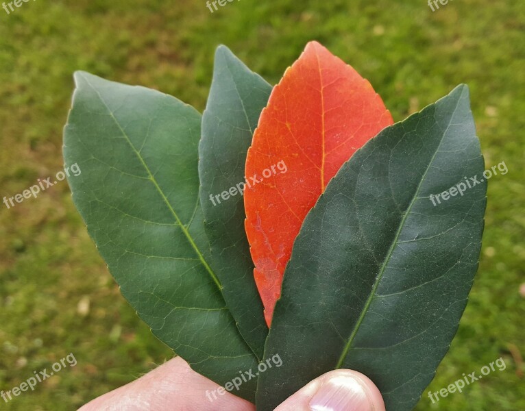 Leaves Fall Fall Colors Autumn Fall Leaves