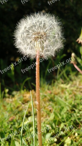 Dandelion Meadow Plant Close Up Spring