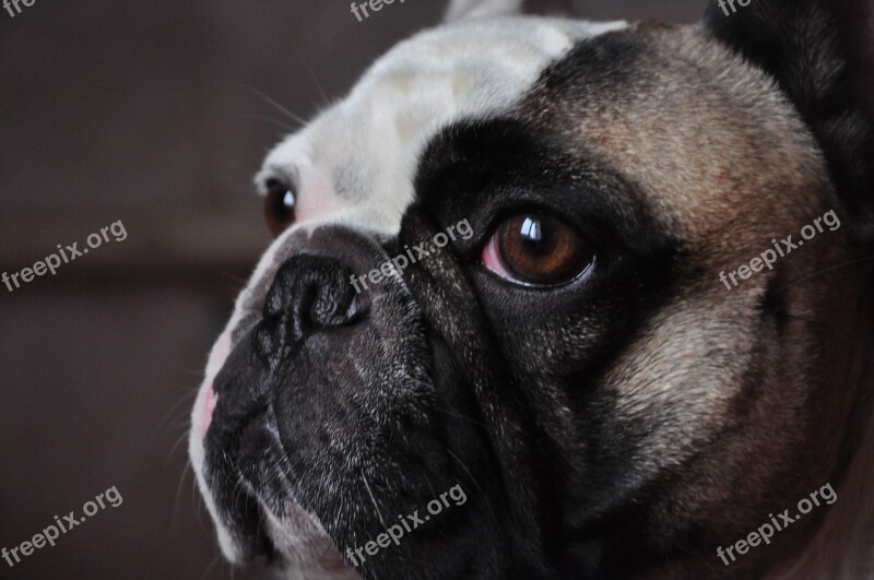 French Bulldog Smart Look Dog Free Photos