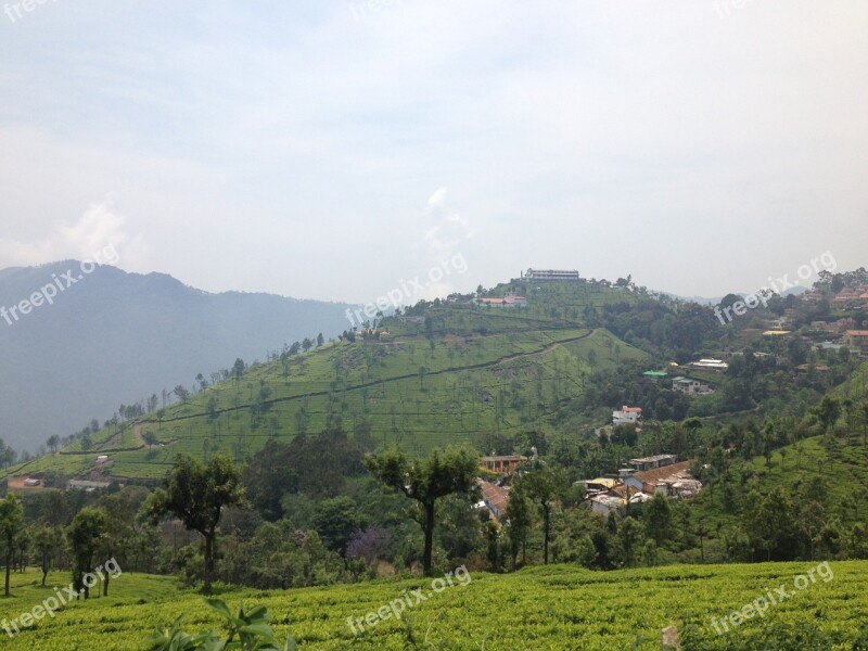 India Ooty Tea Plantations Free Photos