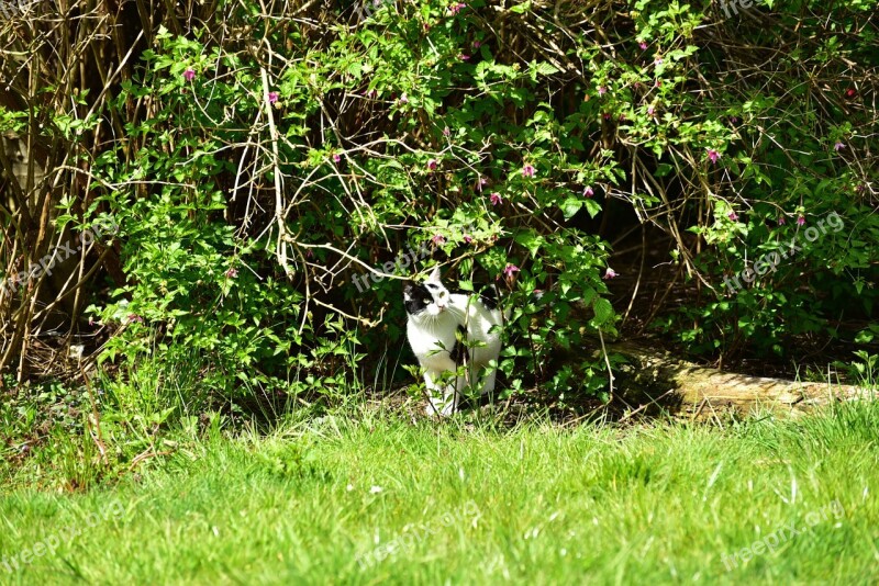 Cat Domestic Cat Young Cat Dear Mieze