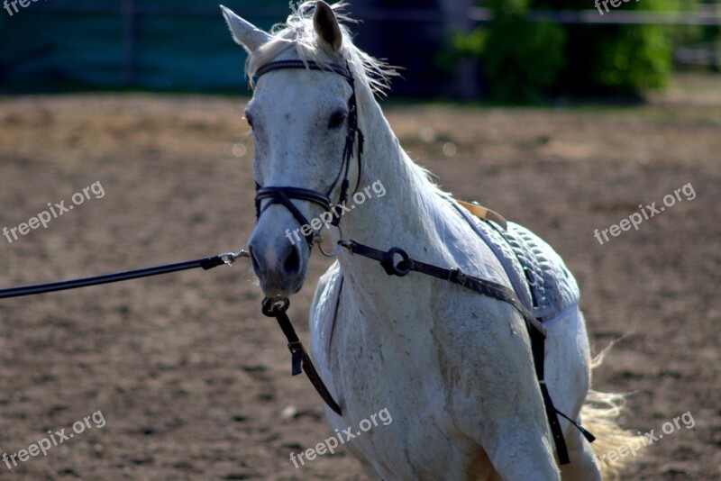 The Horse White Animal The Head Of A Horse Ride Around