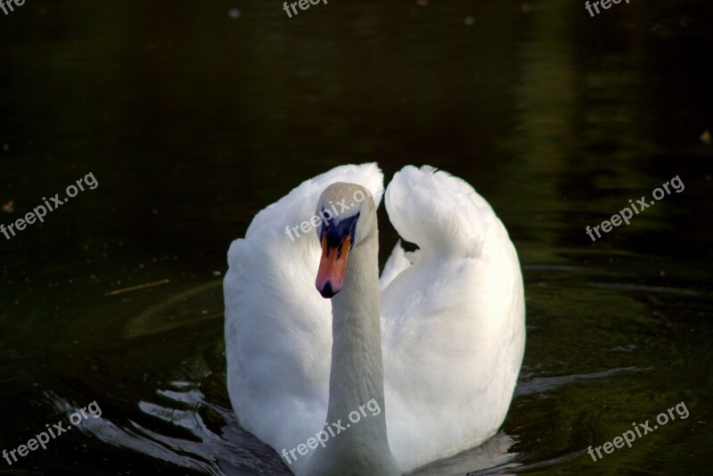 Swan Bird White Water The Taj