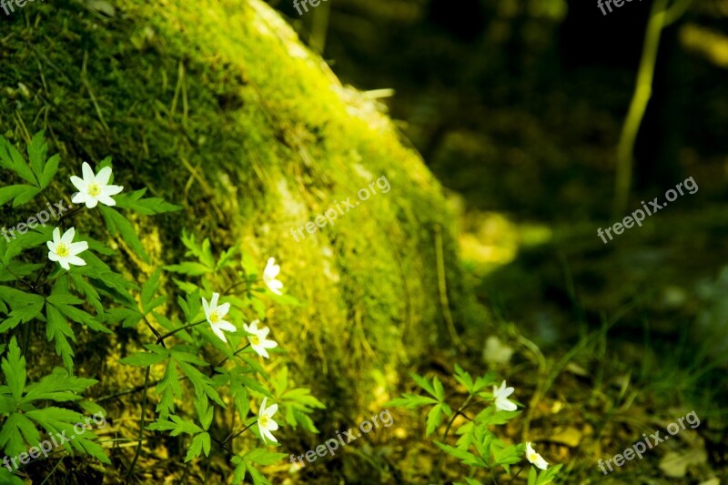 Forest Green The Nature Of The Flowers Trees