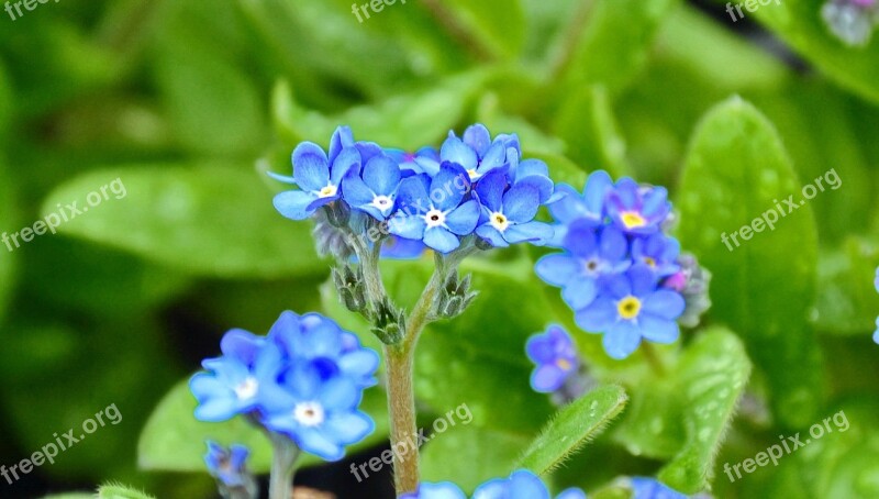 Kéknefelejcs Spring Flower Blue Flower Flower Garden Free Photos