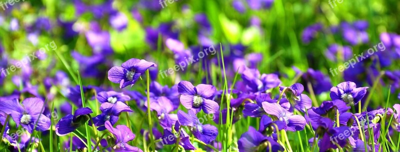 Spring Violet Nature Purple Flowers Free Photos