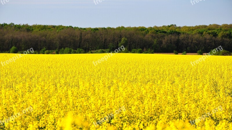 Rape Spring Canola Field Yellow Nature