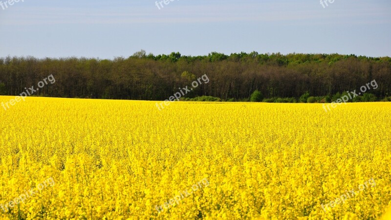 Rape Spring Canola Field Yellow Nature