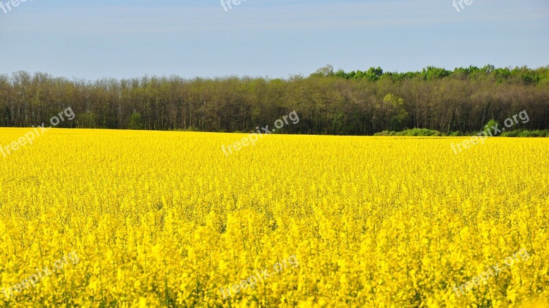 Rape Spring Canola Field Yellow Nature