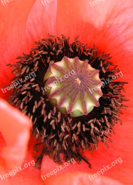 Poppy Flower Red Poppy Red Plant