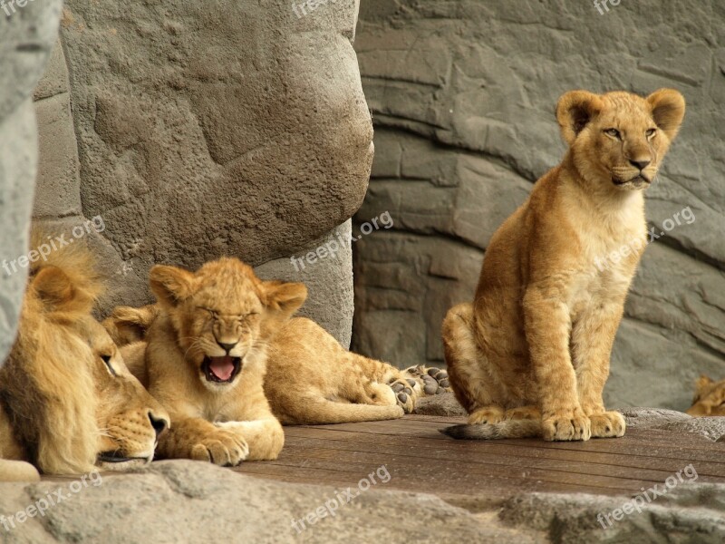 Lion Predator Big Cat Zoo Young