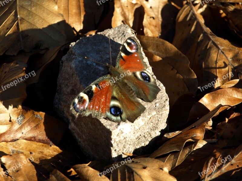 Butterfly Peacock Butterfly Autumn Insect Stone