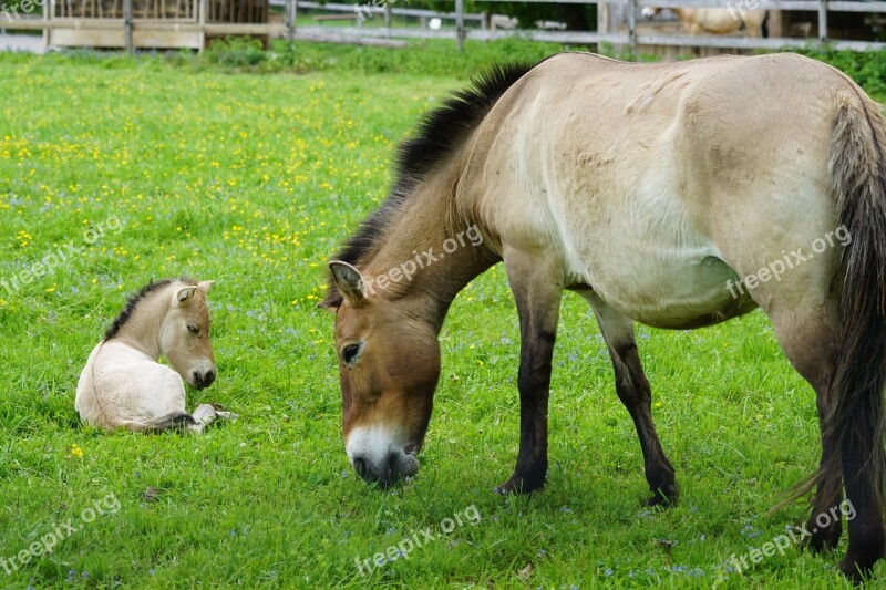 Przewalski Mare Foal Wild Horse Horse