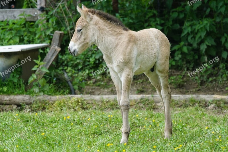 Przewalski Foal Wild Horse Horse Baby Horse