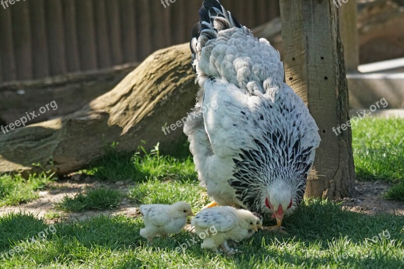 Brahama Chicken Hen Chicks Poultry