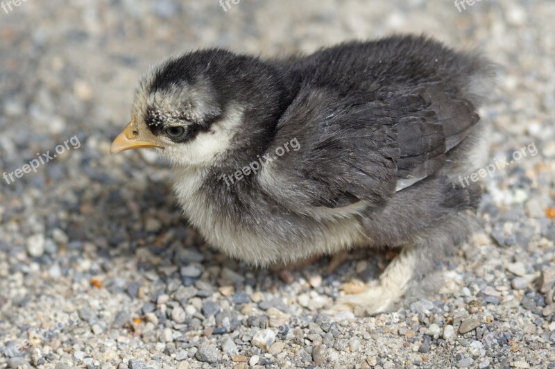 Chicks Brahama Zwergcochin Chicken Poultry