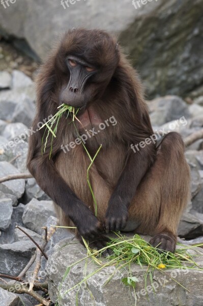 Dschelada Monkey Males Primate Social