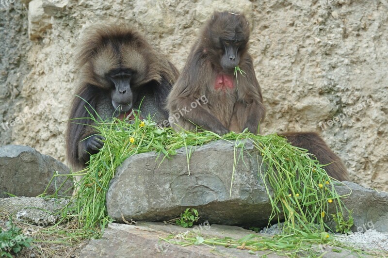 Dschelada Monkey Primates Pair Social