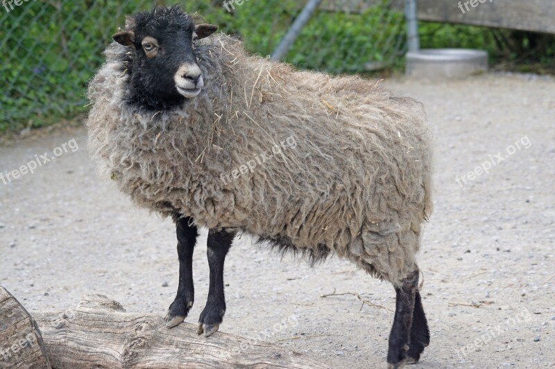 Quessantschaf Sheep Dwarf Sheep Breton Small