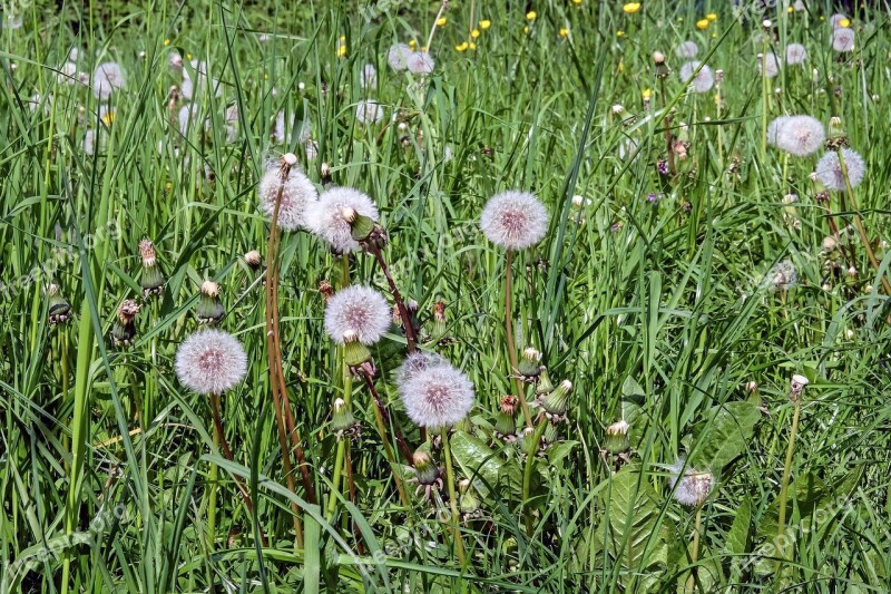 Dandelion Flower Faded Meadow Spring