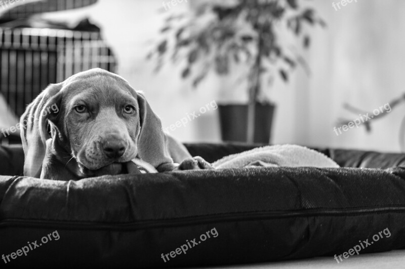 Weimaraner Puppy Dog Snout Animal Portrait