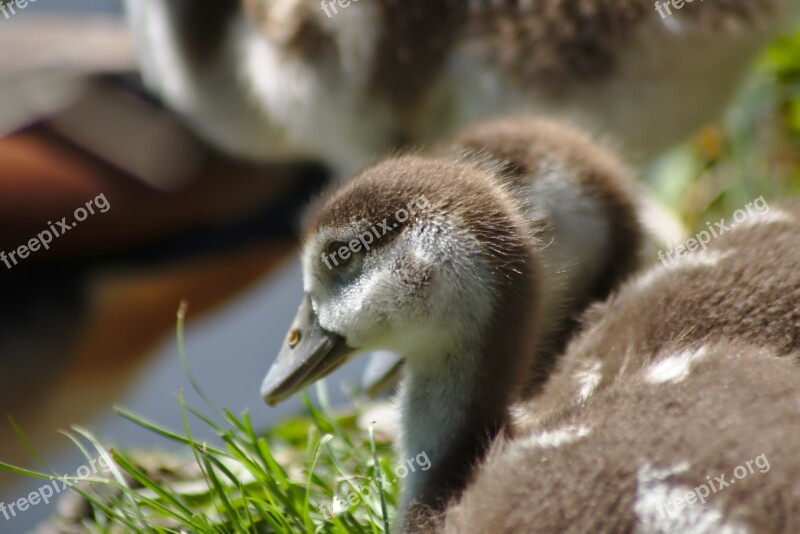 Goose Chicks Goslings Goose Family Bird