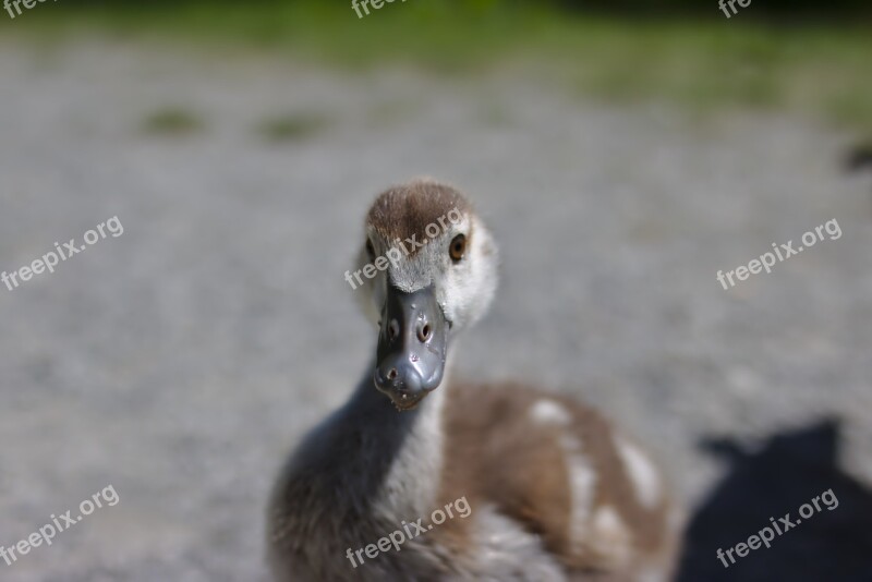 Goose Bird Plumage Food Animal