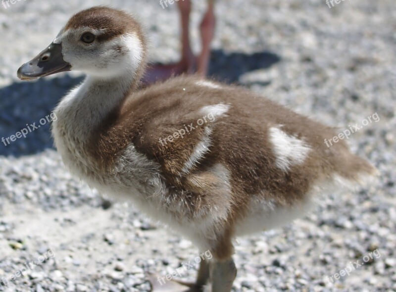 Goose Bird Plumage Food Animal