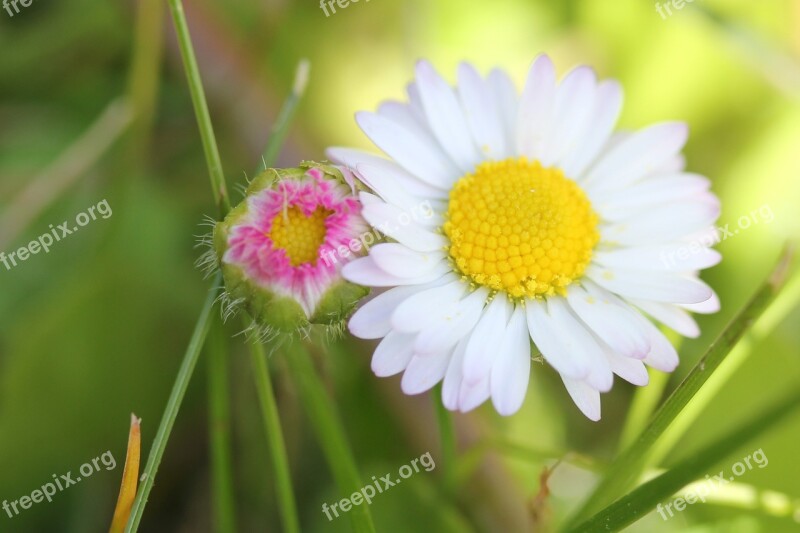 Daisy Flower Young Flower Bud Nature