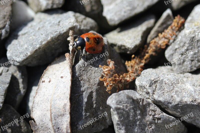 Ladybug Pebble Grey Red Only