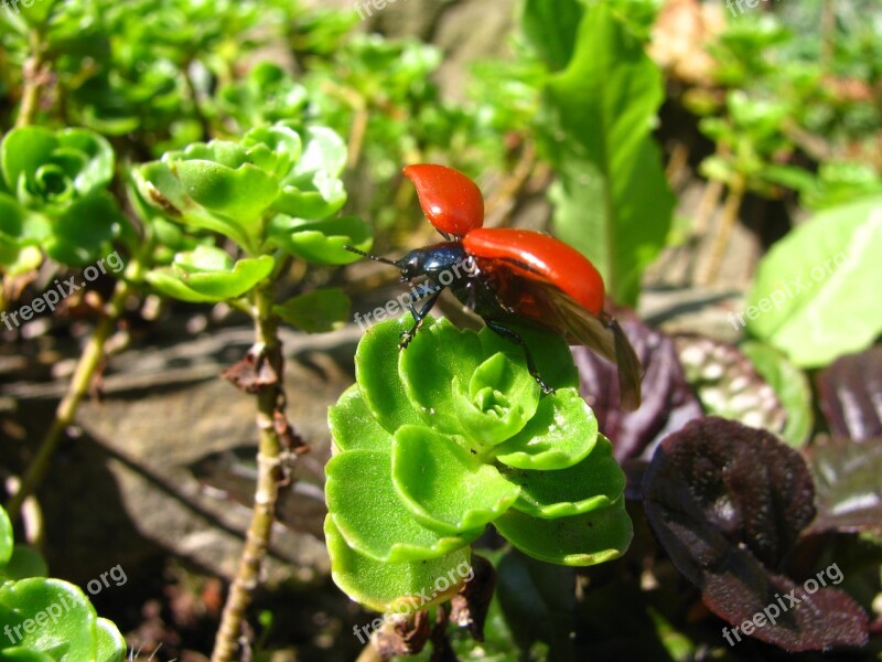 Beetle Insect Leaf Foliage Insects