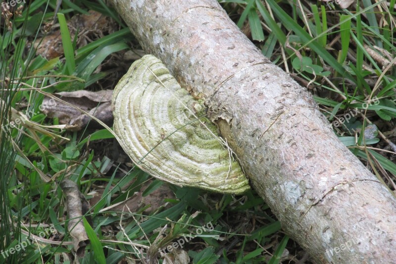 Fungus Ear Nerve Trunk Free Photos