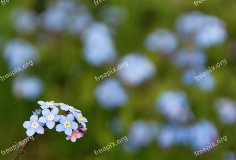 Nots Flowers The Delicacy Spring Memory