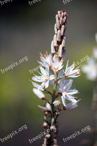 Flower Nature Spring Flowers Asphodel White Flowers