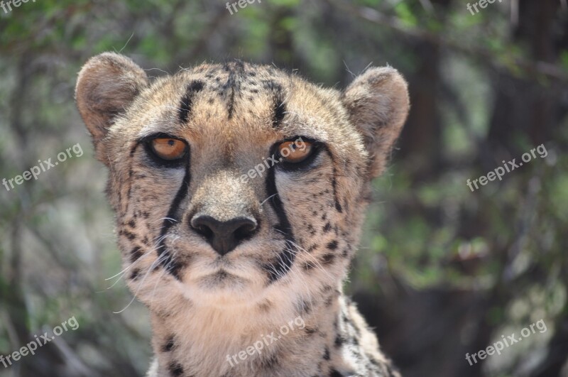 Cheetah Predator Big Cat Wild Animal Namibia