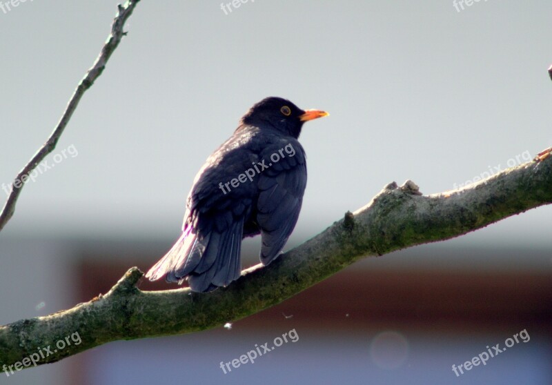 Kos Bird Black Yellow Beak Branch