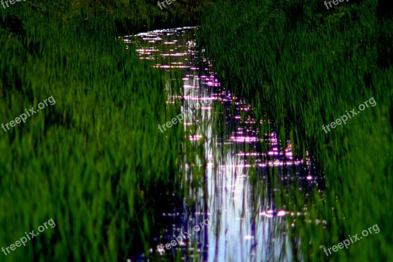 Torrent The Brook Overgrown Brook Water