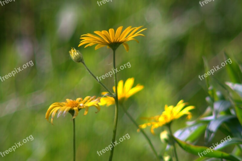 Flowers Garden Yellow Delicate The Petals