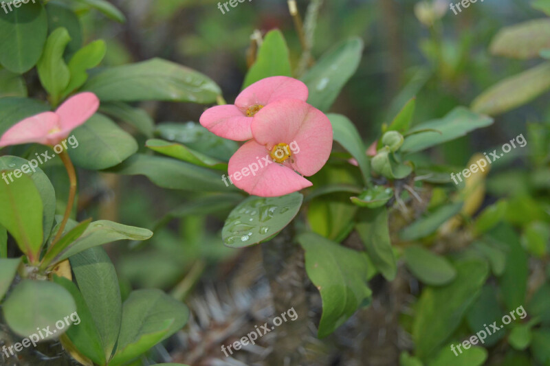 Flowers Ornamental Plants Bud Plants Free Photos