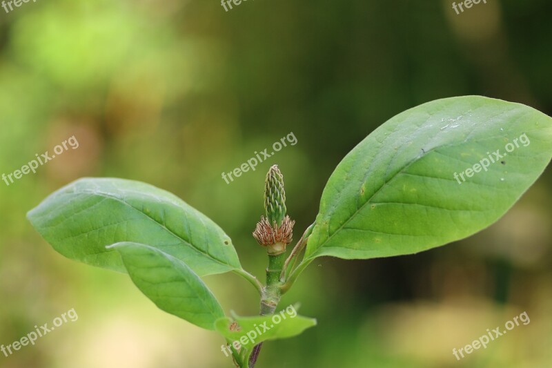 Magnolia Shrub Faded Leaf Nature