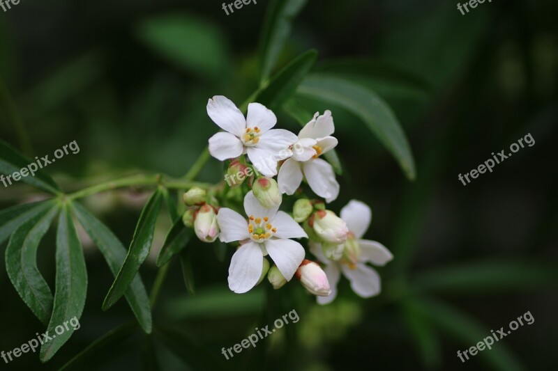 Orange Mexico Choisya Shrub Flower White