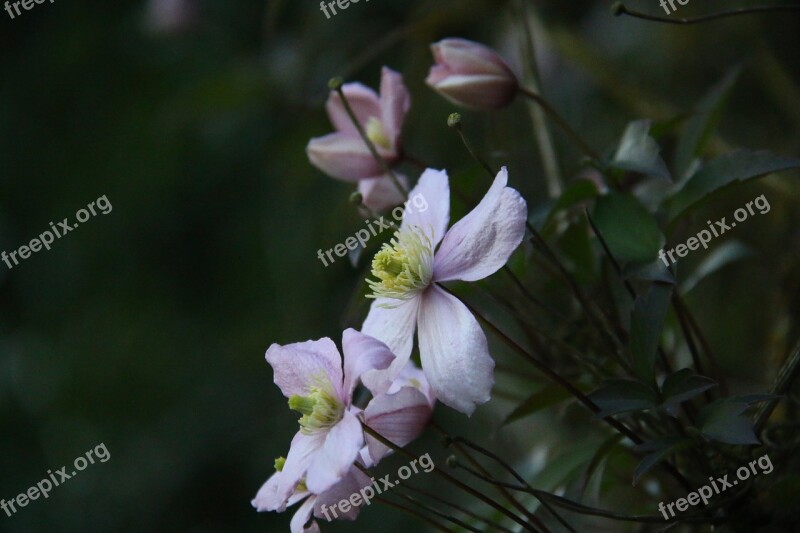 Clematis Motana Rubens Flower Climbing Creeper