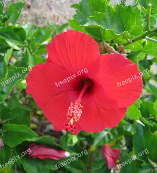 Hibiscus Ishigaki Island Outlying Islands Red Flowers