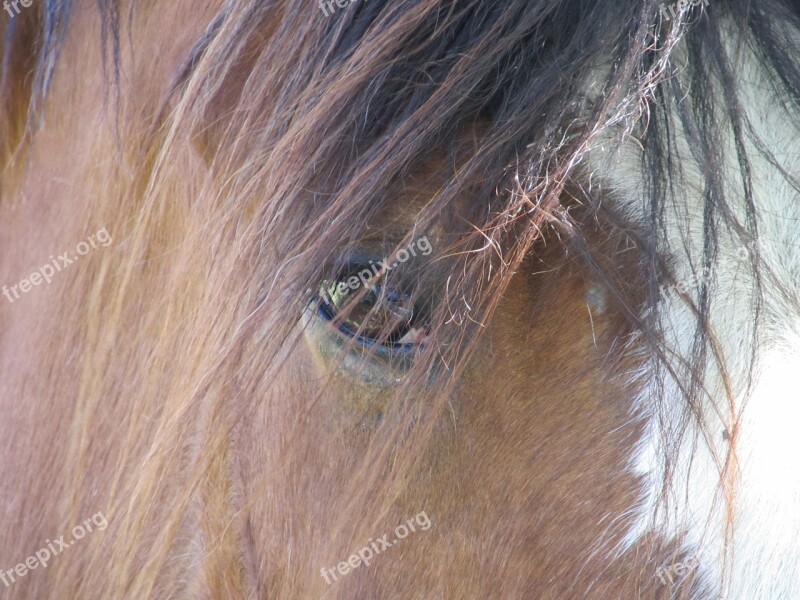 Horse Eye Mane Animal Equine